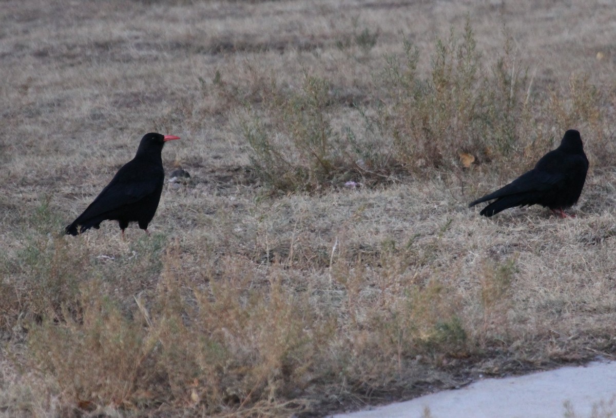 Red-billed Chough - ML612289672