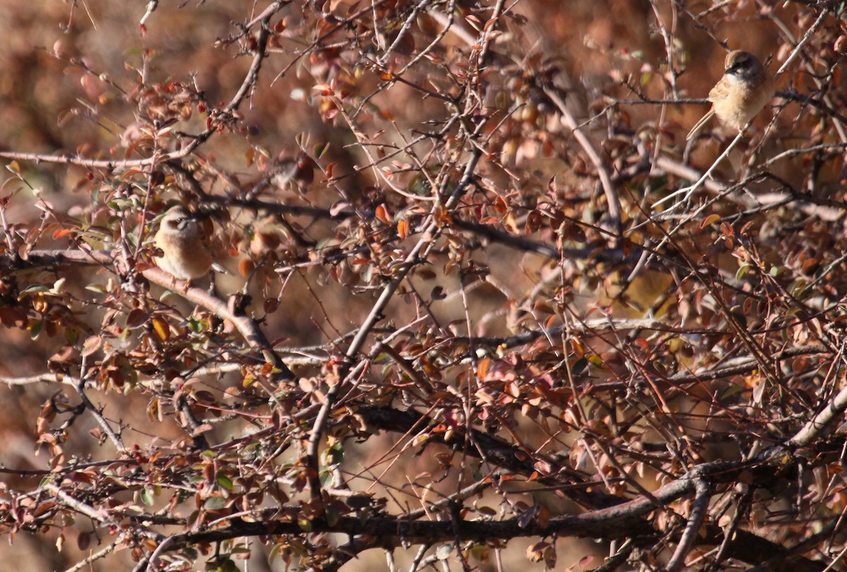 Meadow Bunting - ML612289842