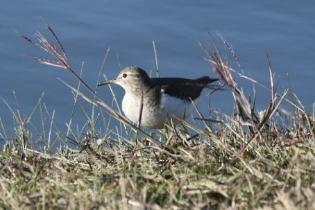 Spotted Sandpiper - Barbara Hostetler