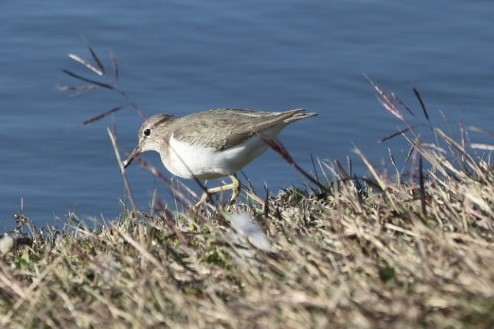 Spotted Sandpiper - Barbara Hostetler