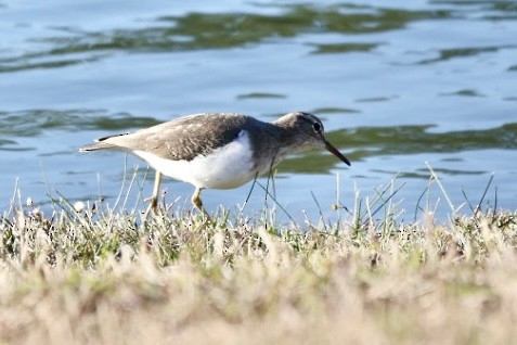 Spotted Sandpiper - Barbara Hostetler