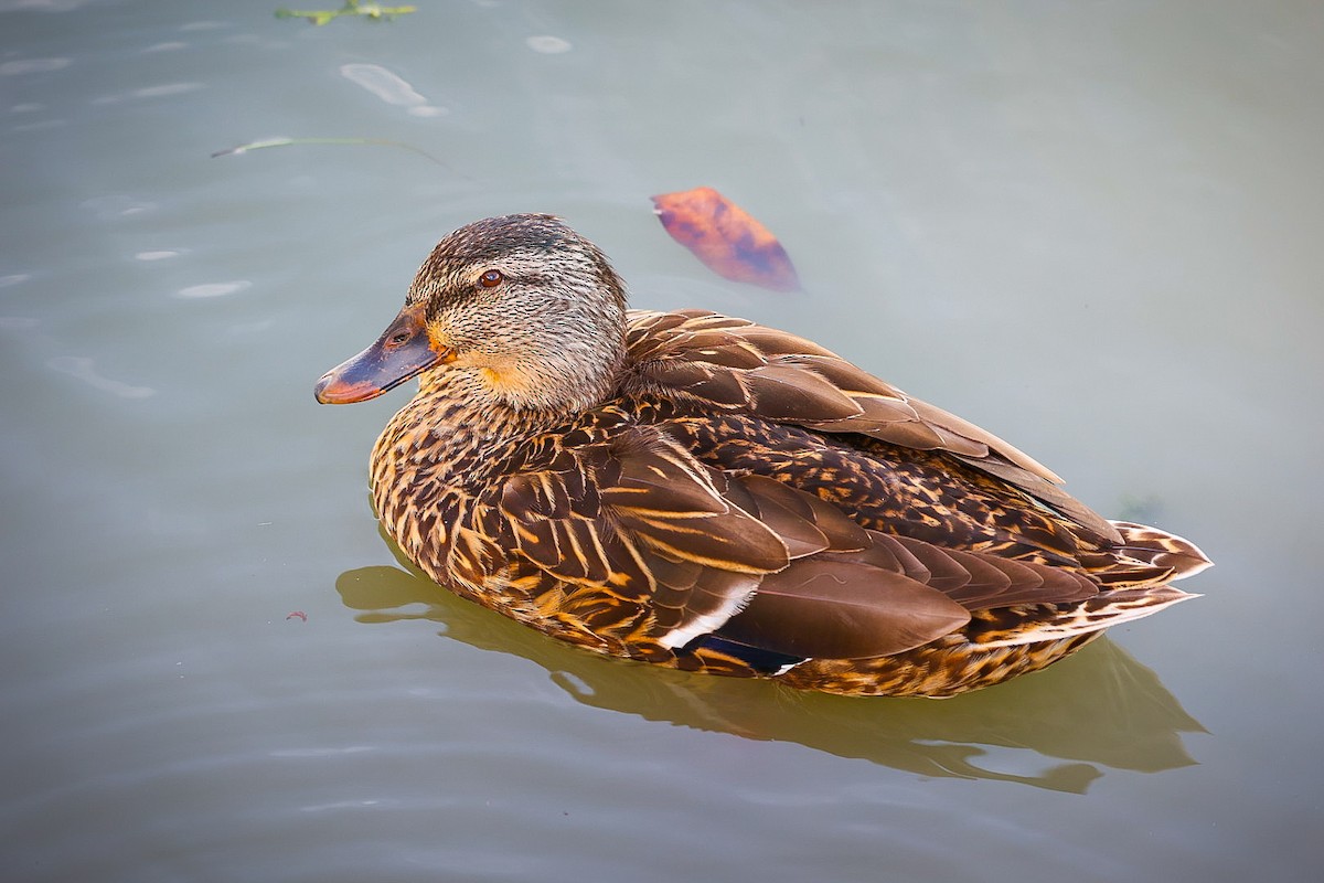 Canard colvert - ML612289912