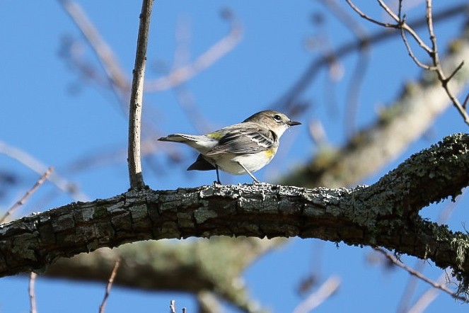 Yellow-rumped Warbler - ML612289961