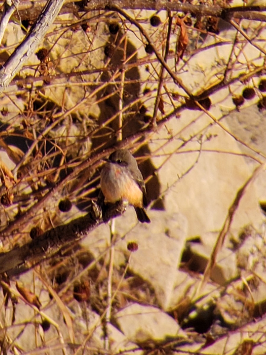 Vermilion Flycatcher - ML612289965