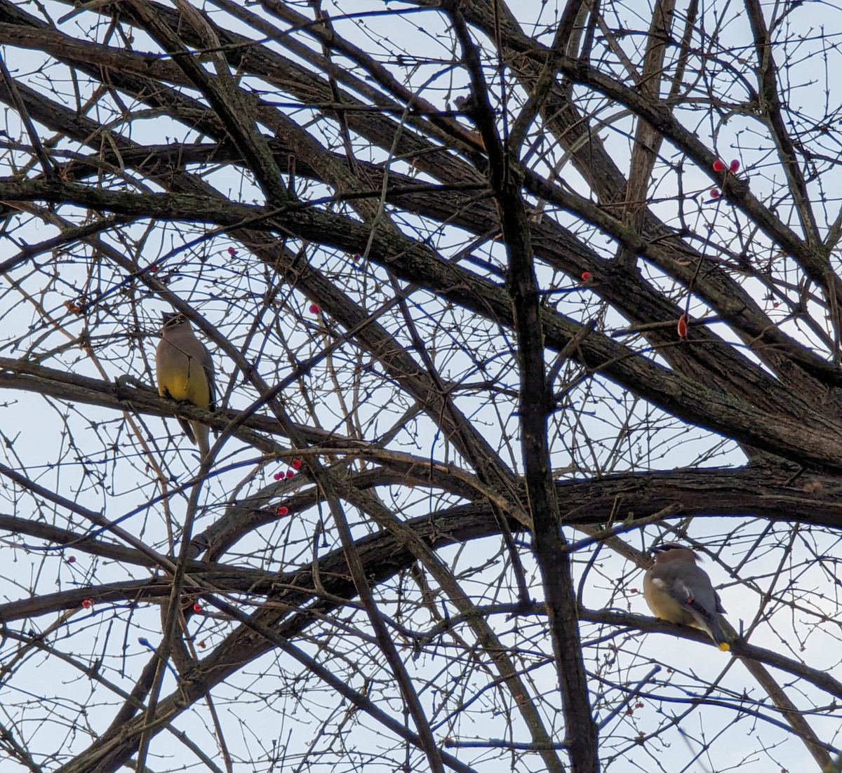 Sedir İpekkuyruğu - ML612289969