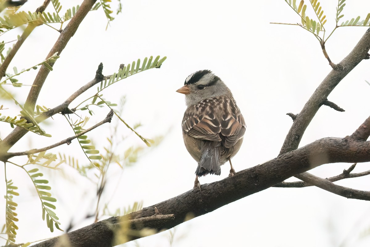 White-crowned Sparrow (Gambel's) - ML612289978