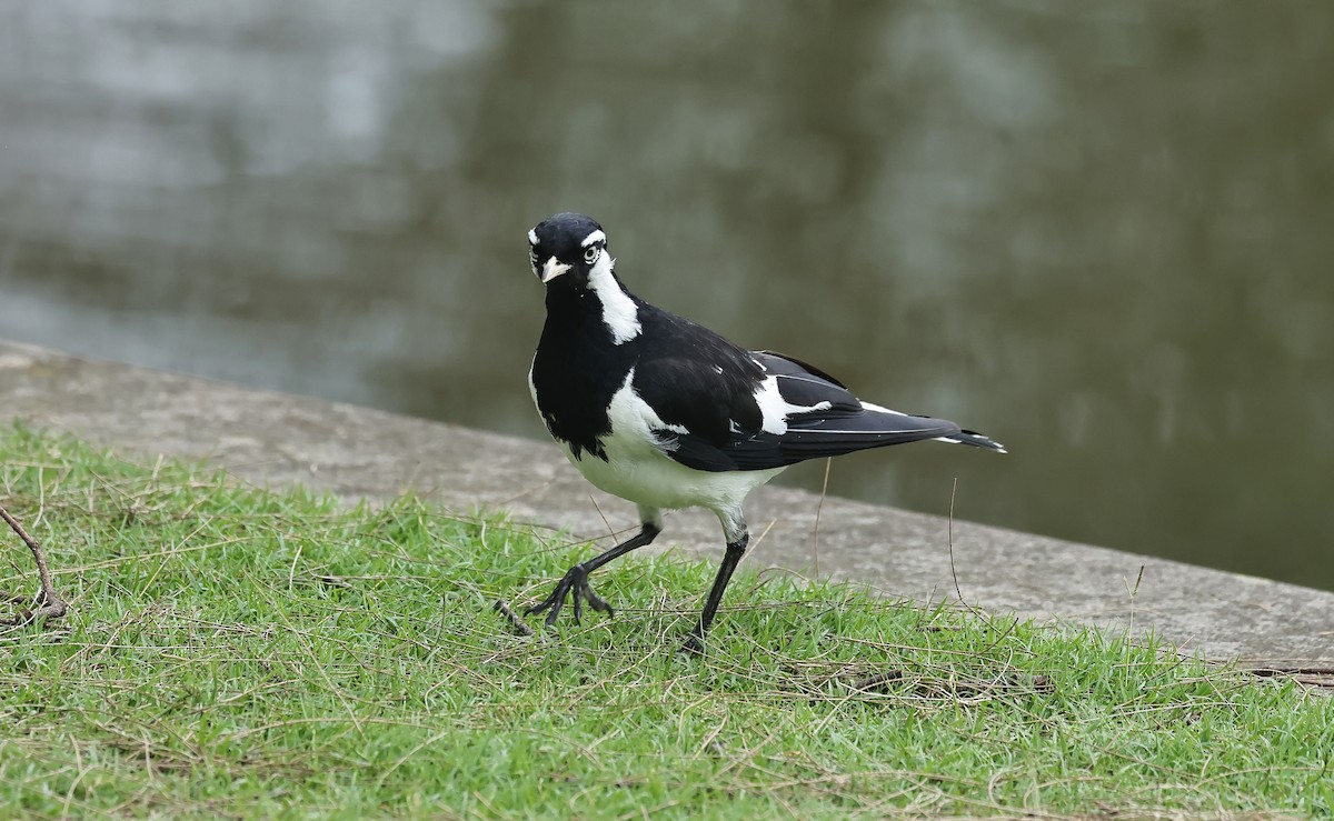 Magpie-lark - ML612289987