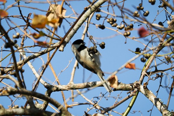 Carolina Chickadee - Barbara Hostetler