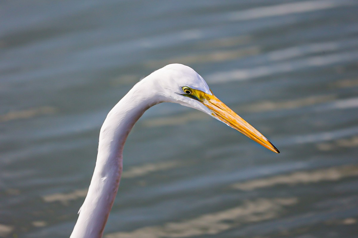 Great Egret - Barbara Hostetler