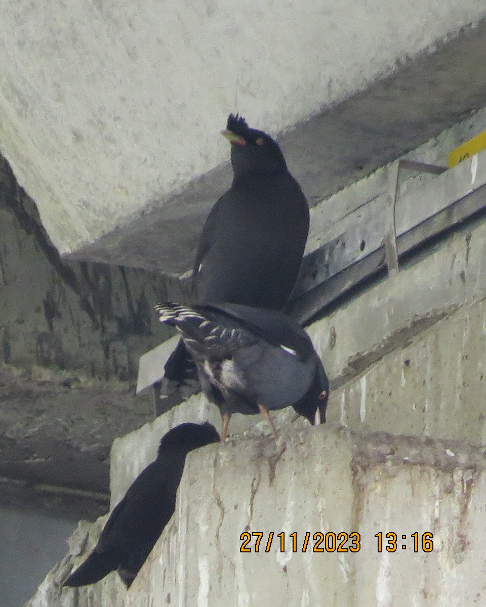 Crested Myna - ML612290008