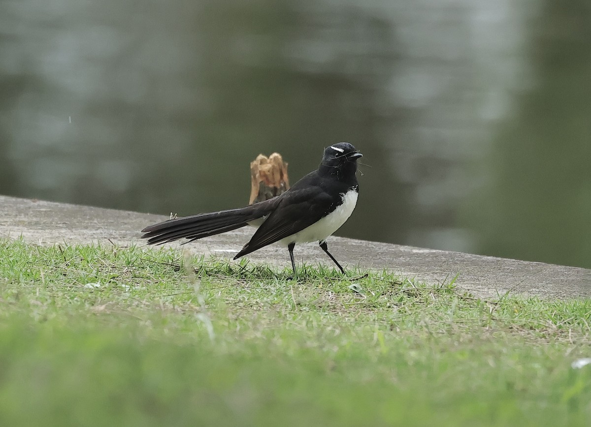 Willie-wagtail - ML612290026