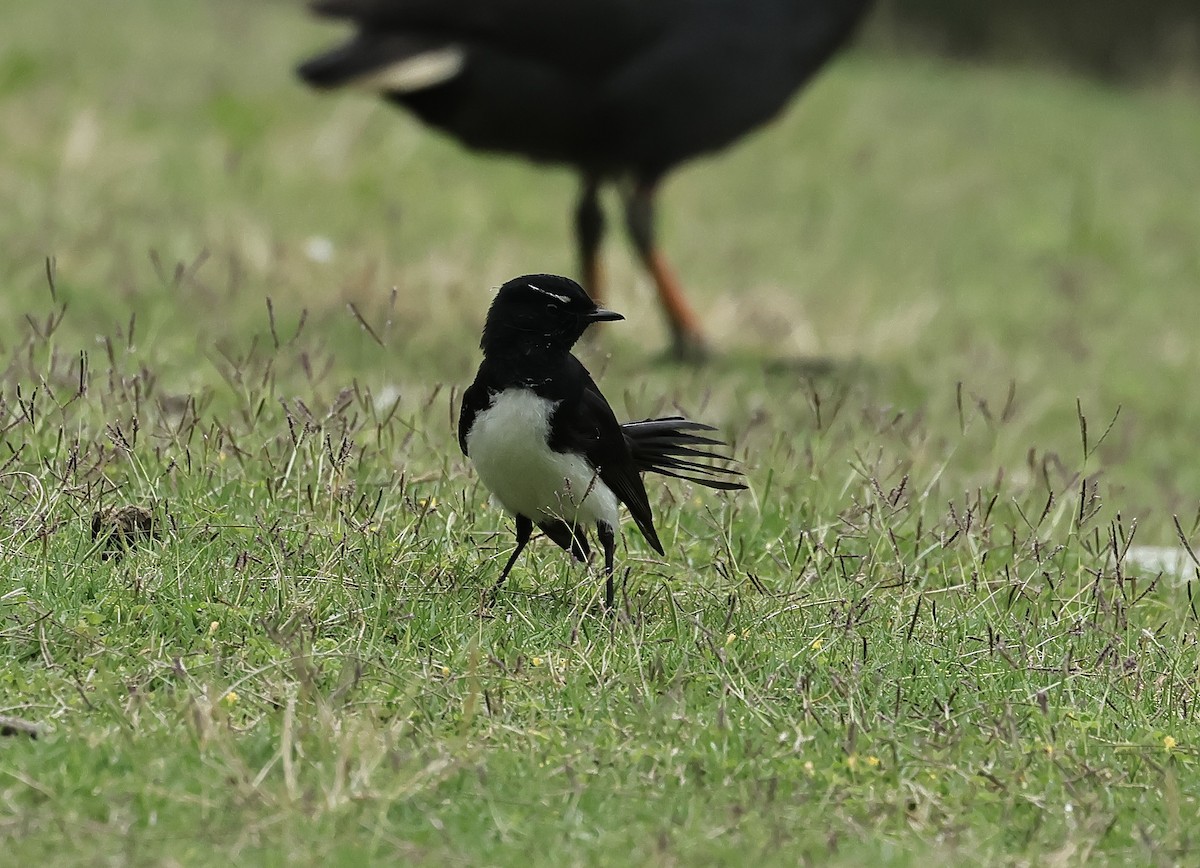 Willie-wagtail - ML612290028