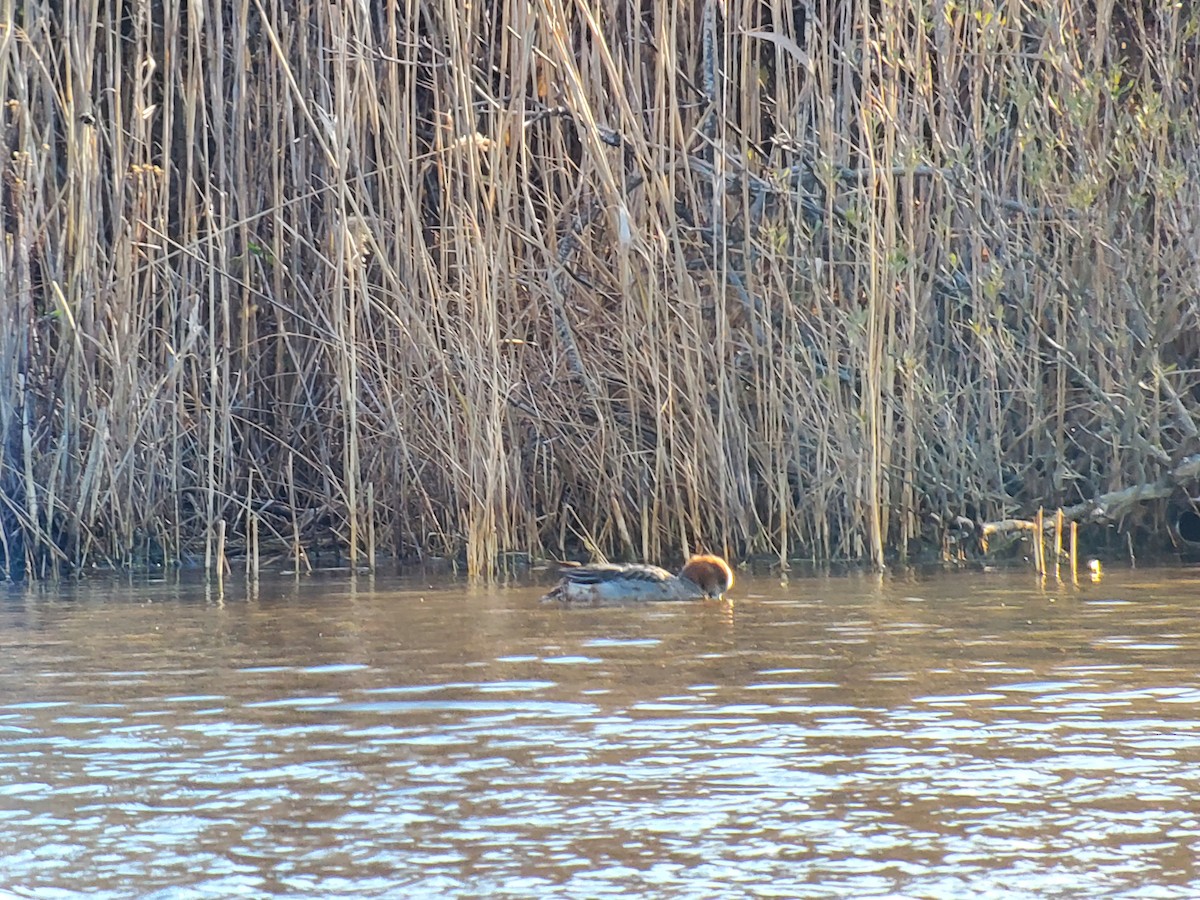 Eurasian Wigeon - ML612290042