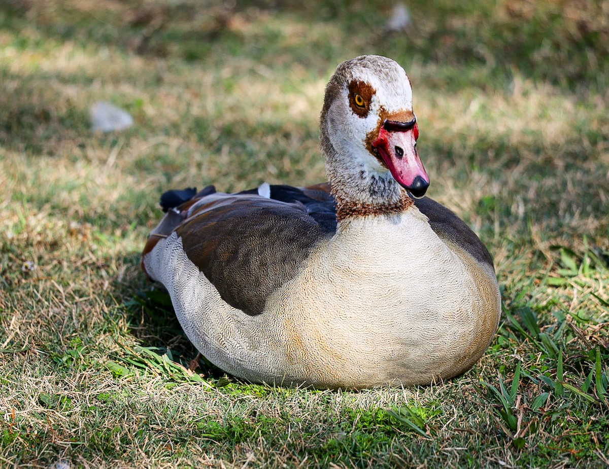 Egyptian Goose - Barbara Hostetler