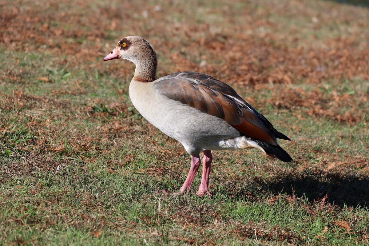 Egyptian Goose - ML612290067