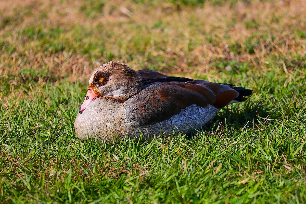 Egyptian Goose - ML612290068