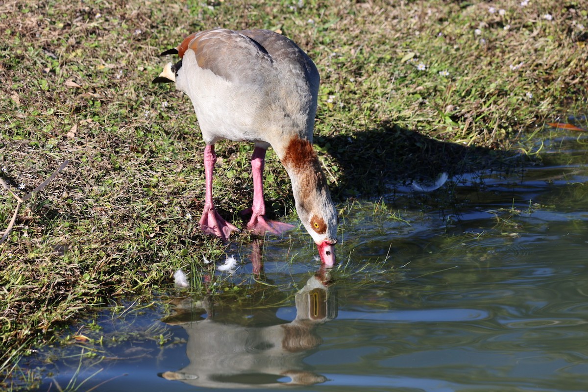 Egyptian Goose - Barbara Hostetler