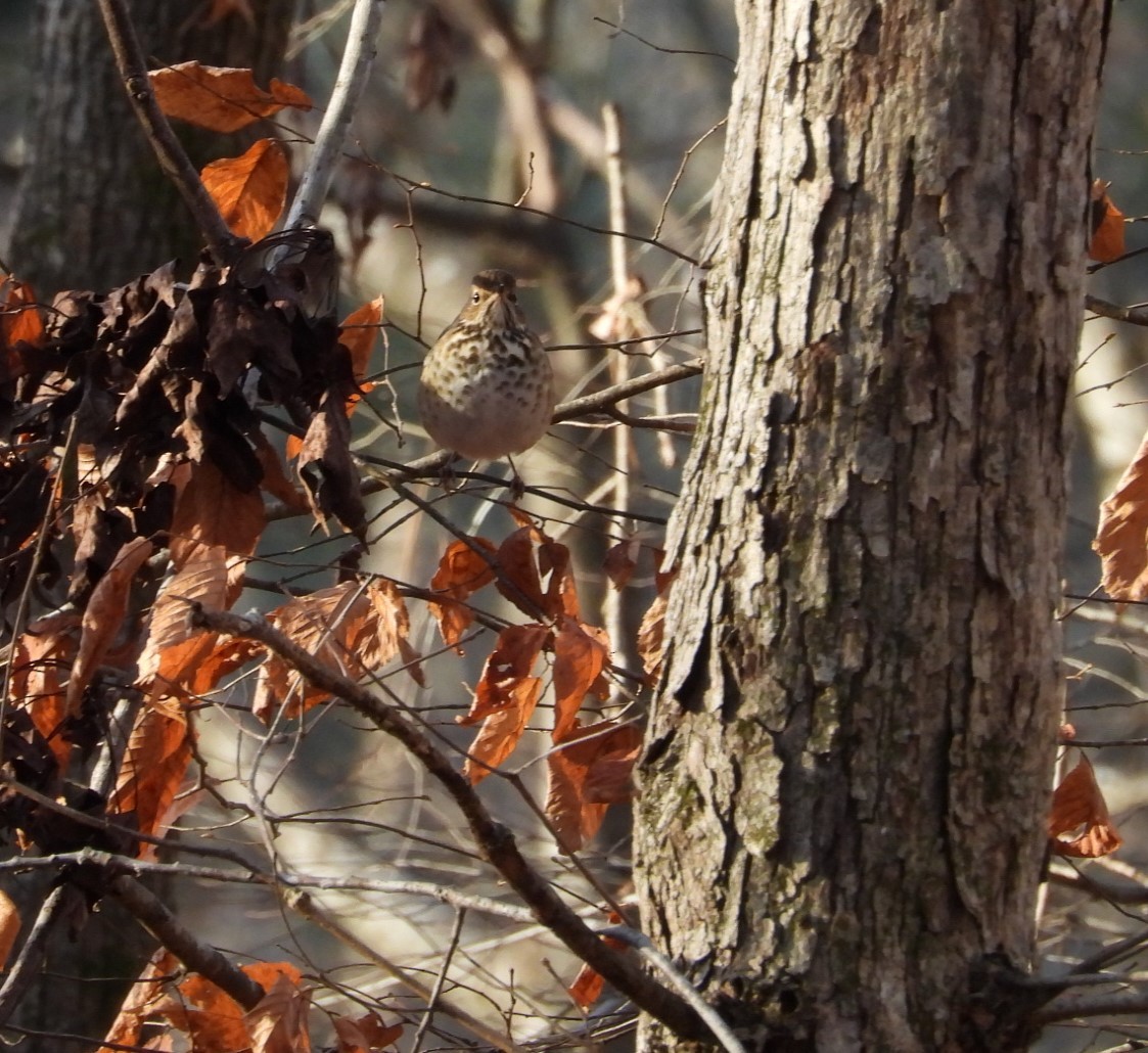 Hermit Thrush - ML612290074