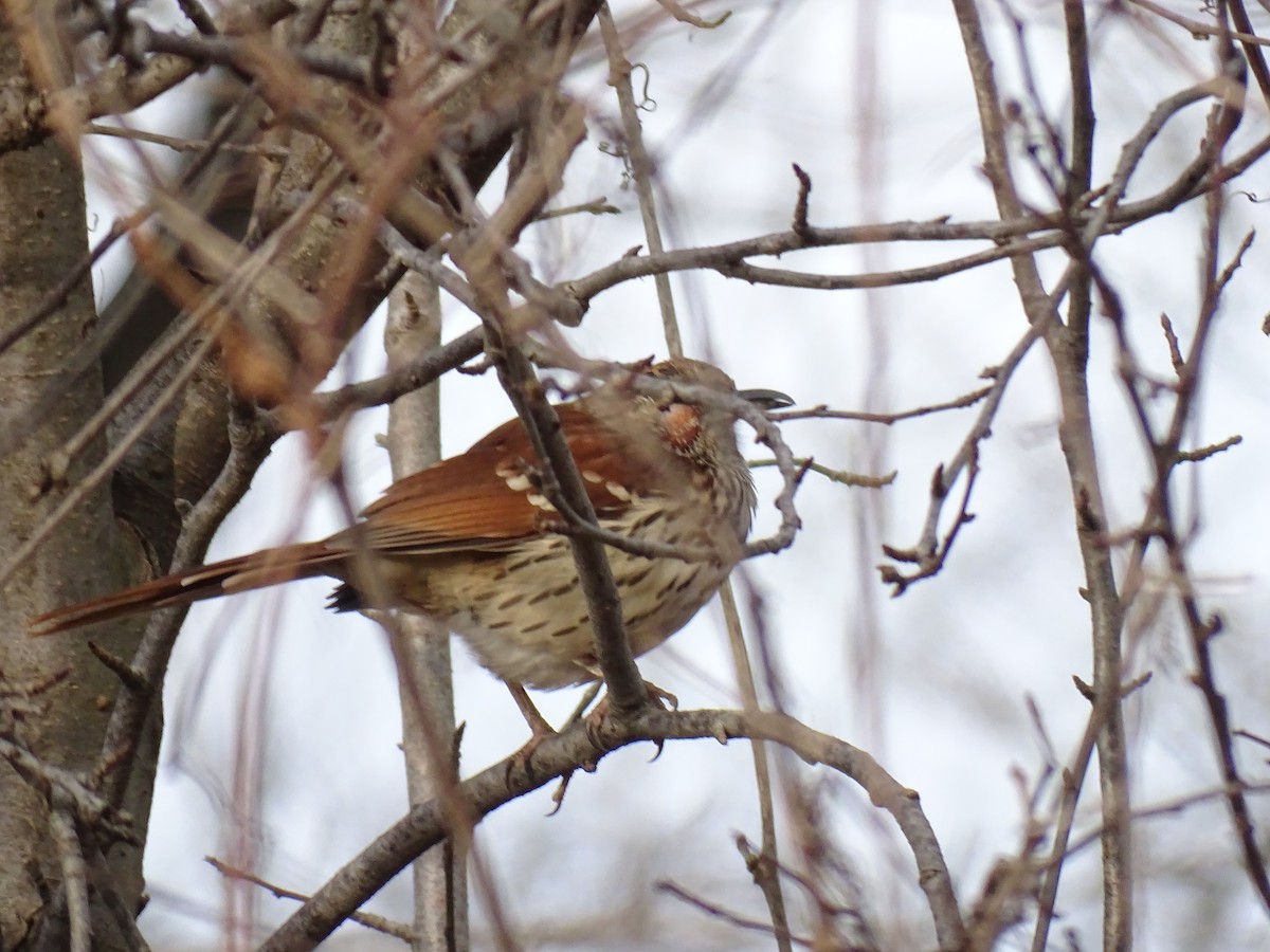 Brown Thrasher - ML612290084