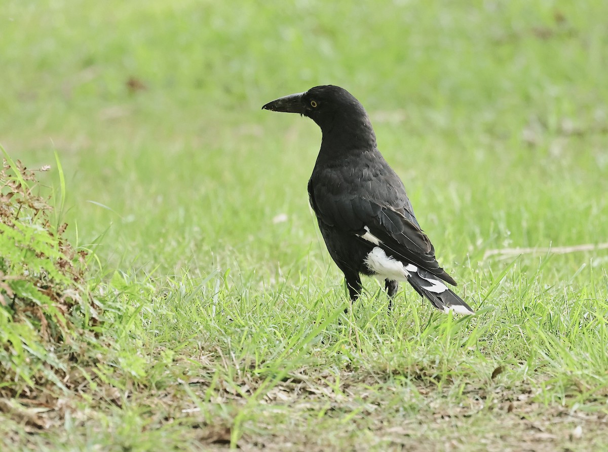 Pied Currawong - ML612290096