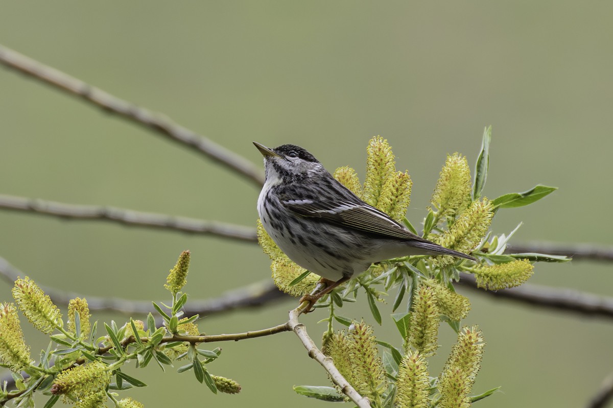 Blackpoll Warbler - ML612290101