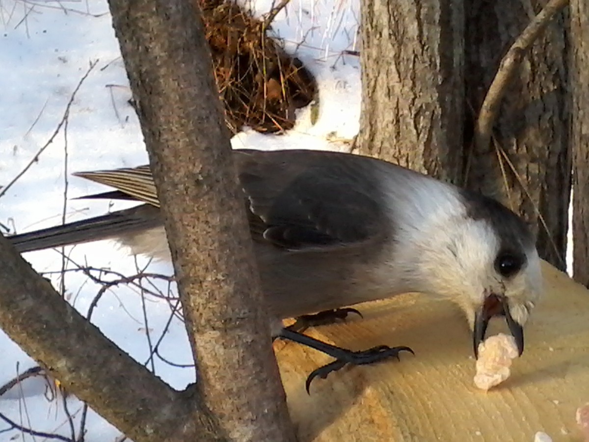 Canada Jay (Boreal) - Brian Shulist