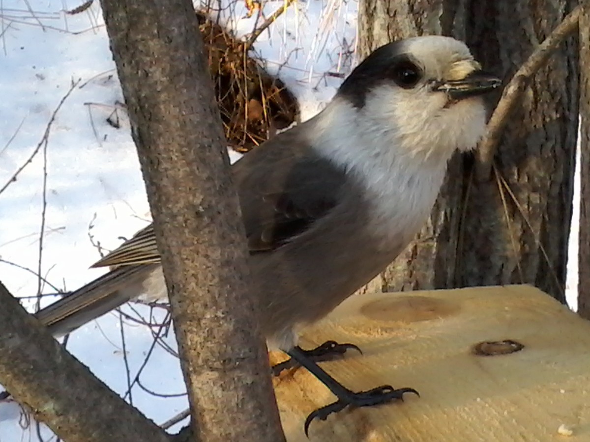 Canada Jay (Boreal) - ML612290119