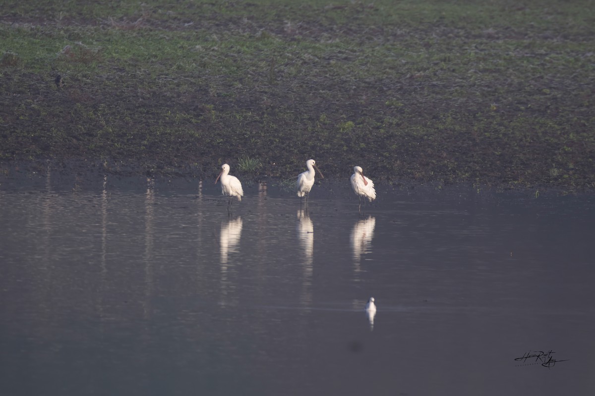 Eurasian Spoonbill - ML612290120