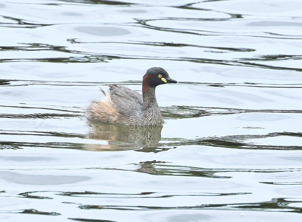 Australasian Grebe - ML612290278