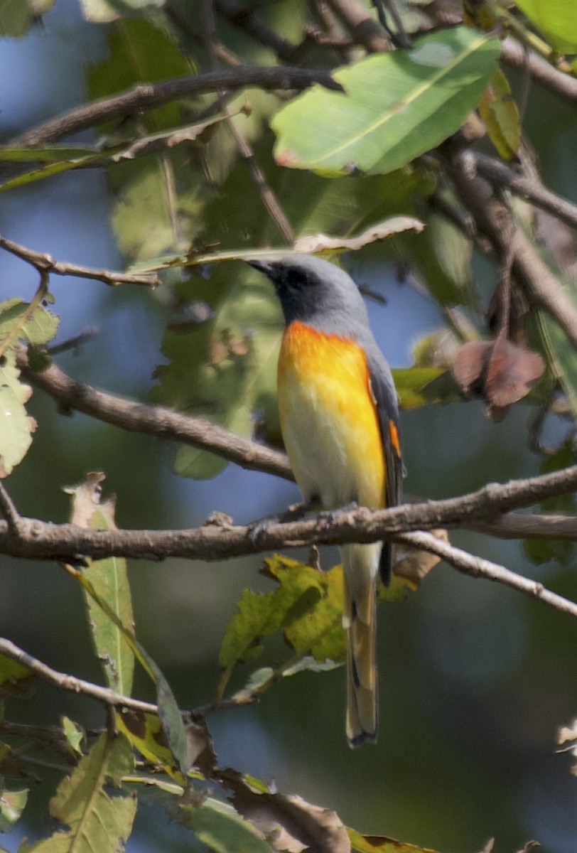 Small Minivet - Mark  Menezes