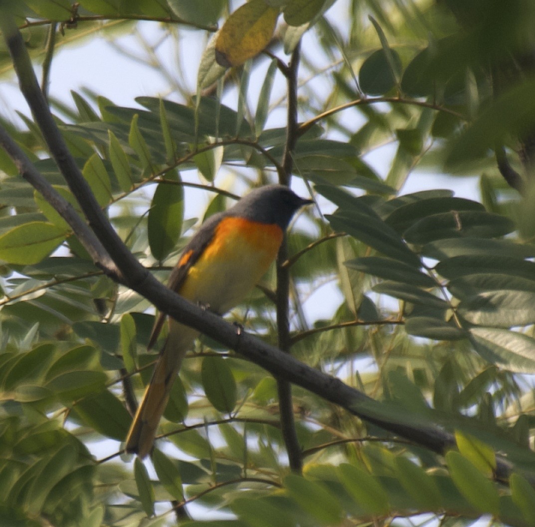 Small Minivet - Mark  Menezes