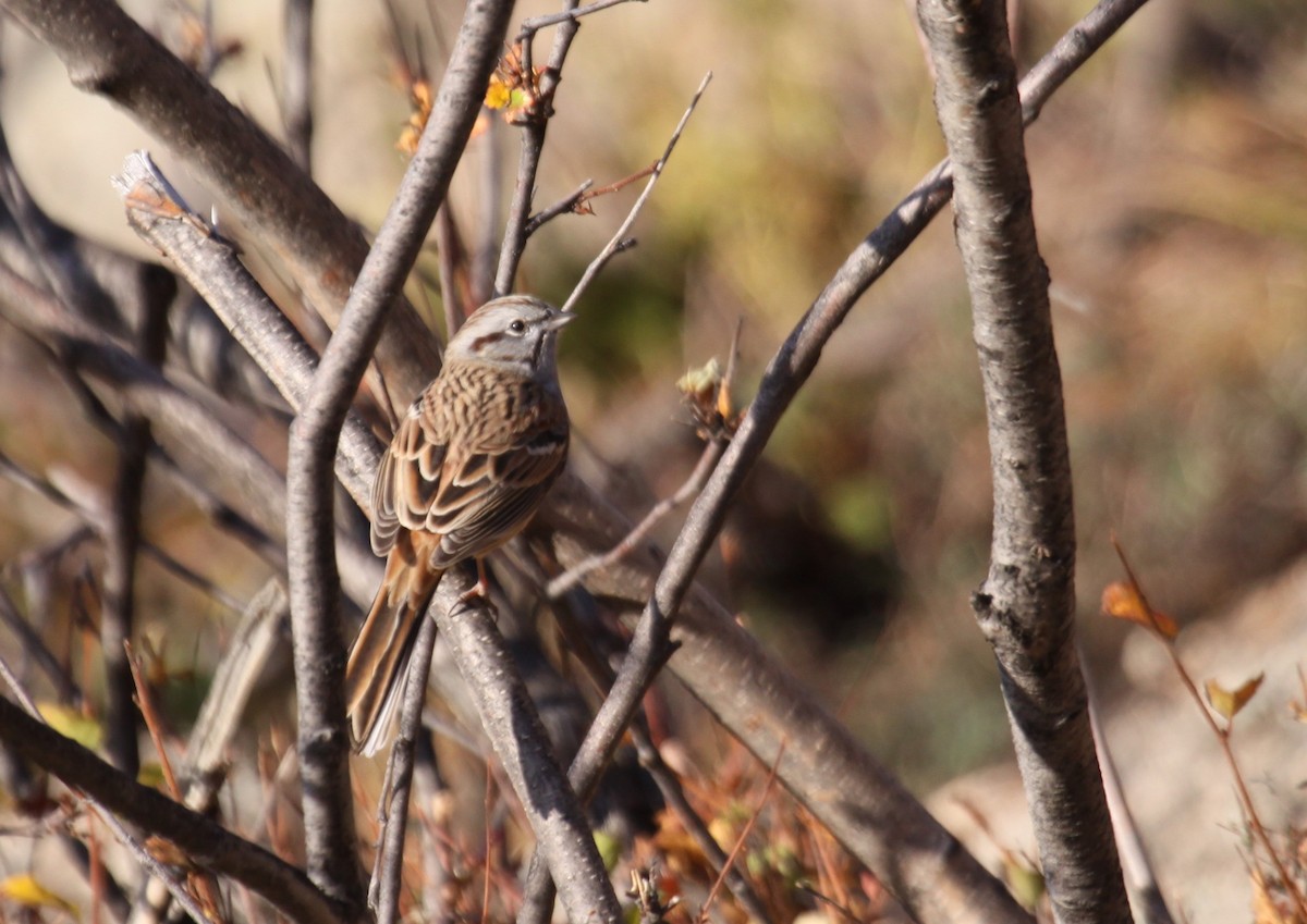 Godlewski's Bunting - ML612290482