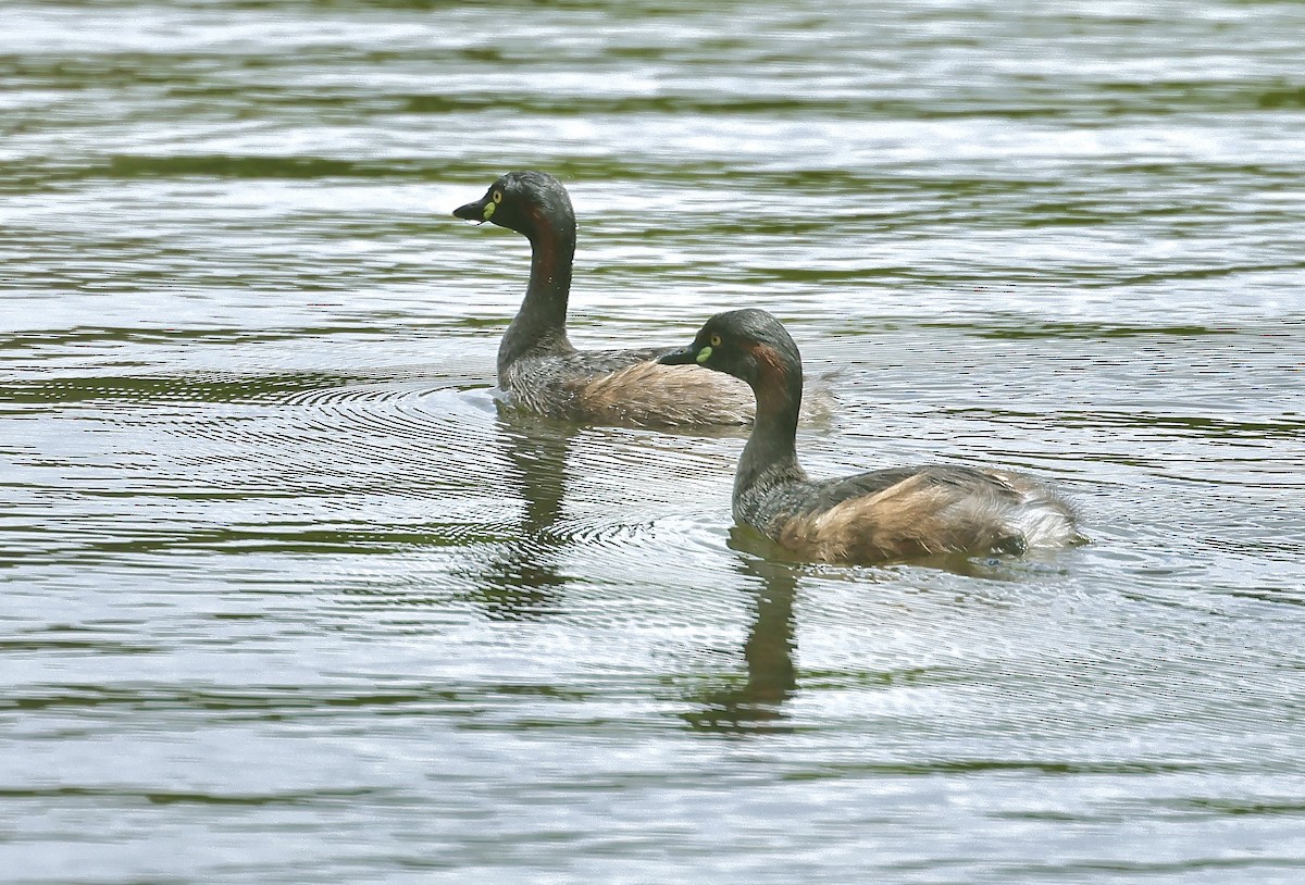 Australasian Grebe - ML612290509