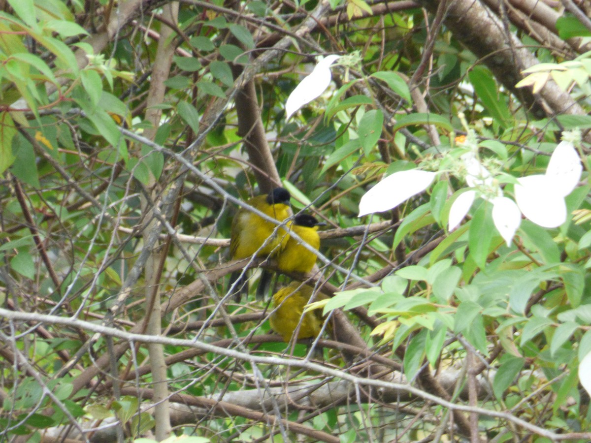 Black-capped Bulbul - ML612290527