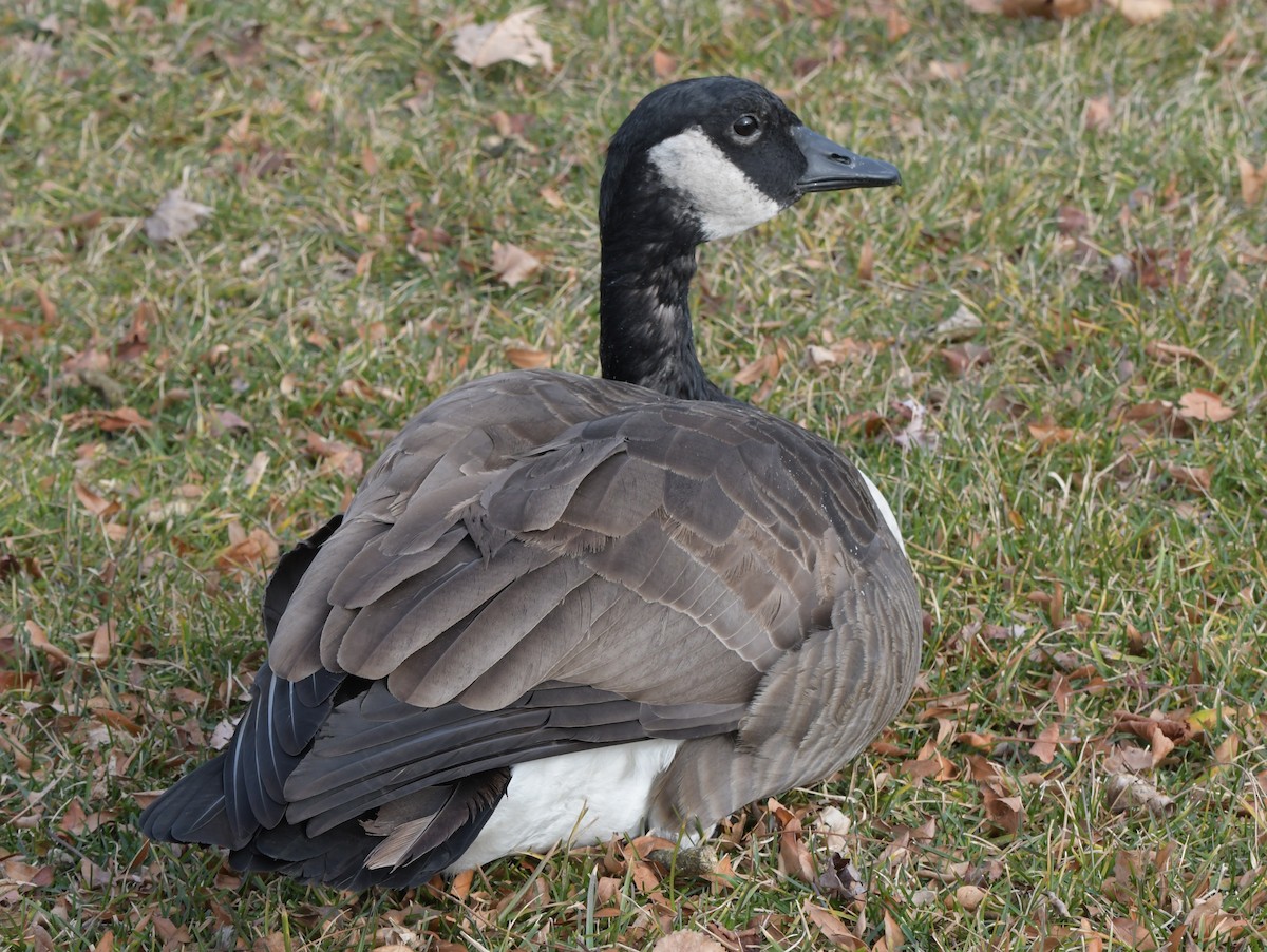 Canada Goose - David Drews