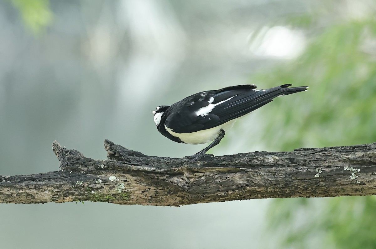 Magpie-lark - ML612290676