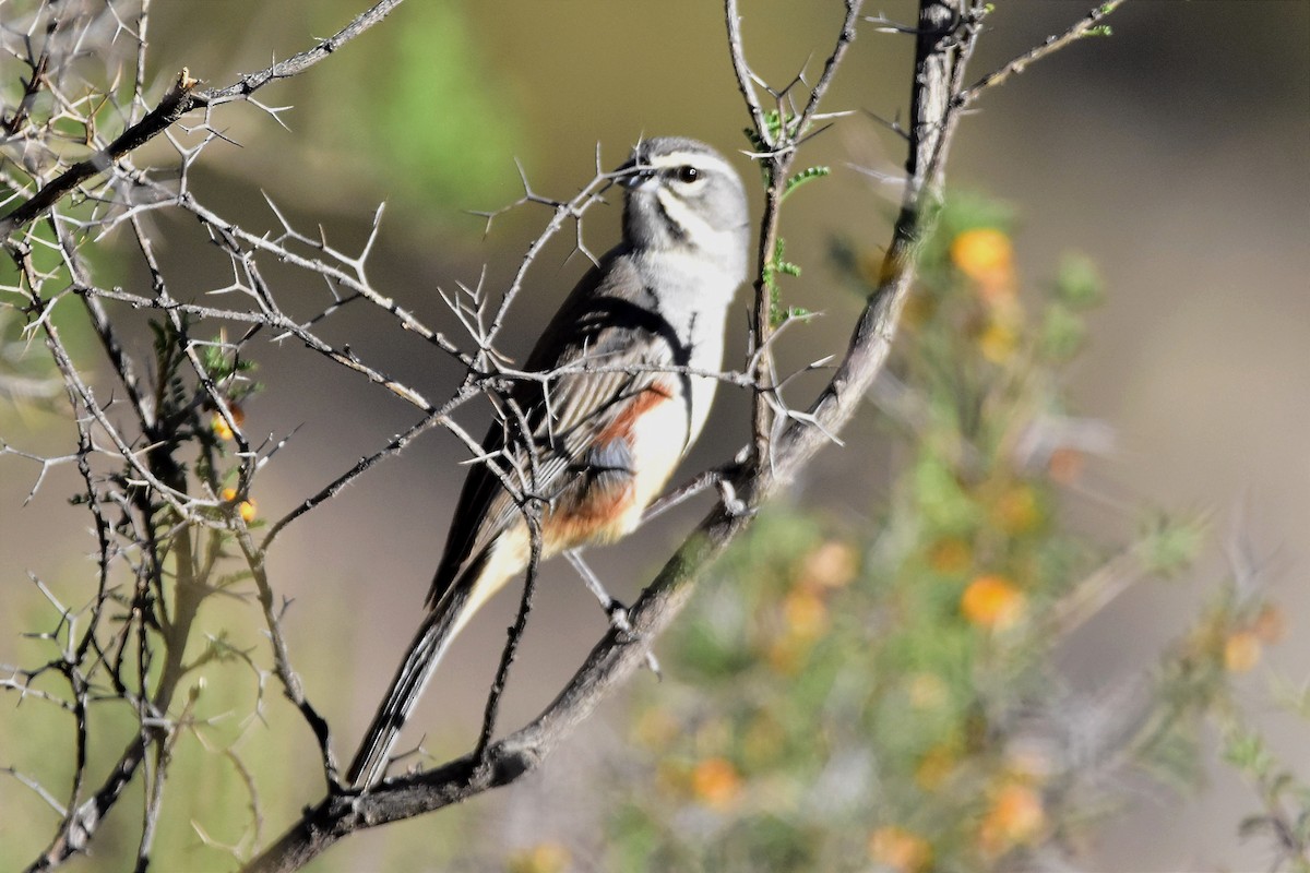 Rufous-sided Warbling Finch - Juan Bardier