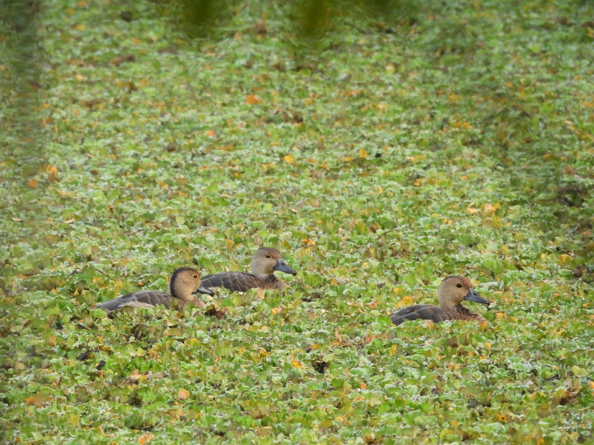 Lesser Whistling-Duck - ML612290819