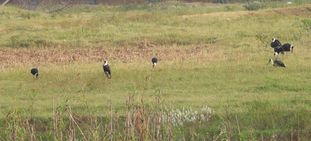 Asian Woolly-necked Stork - ML612290865