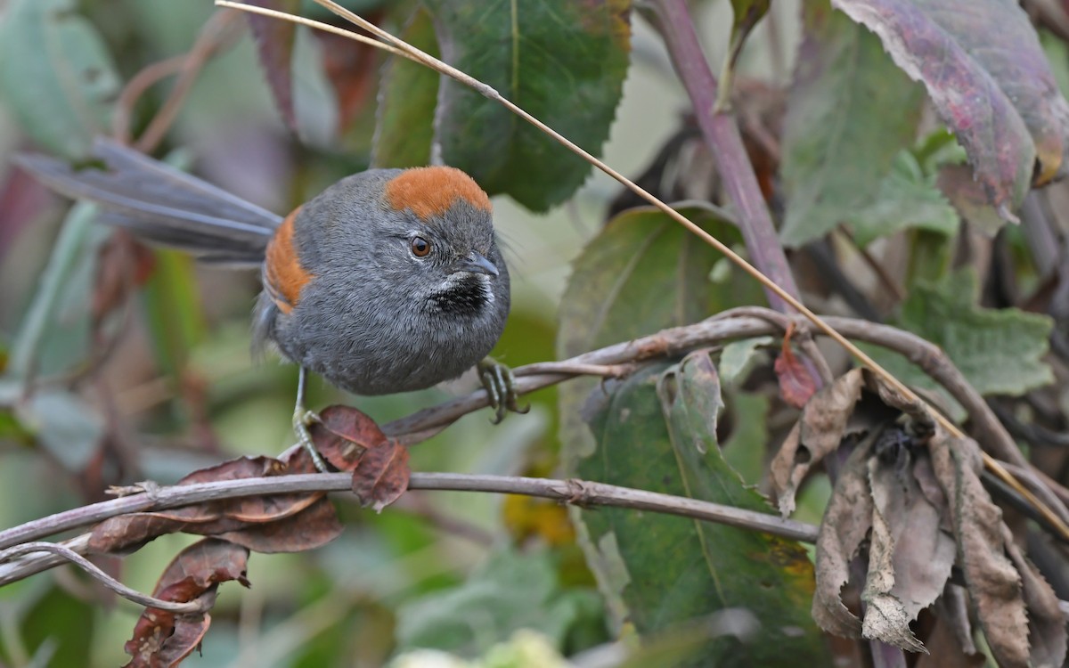 Apurimac Spinetail - Christoph Moning