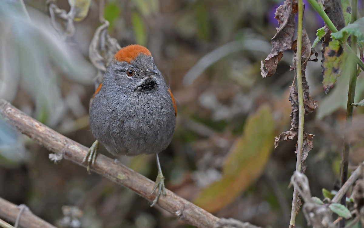 Apurimac Spinetail - ML612290941