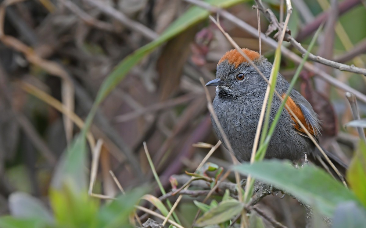 Apurimac Spinetail - Christoph Moning