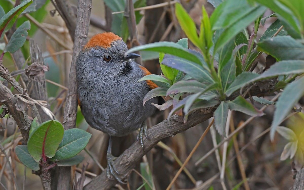 Apurimac Spinetail - ML612290946