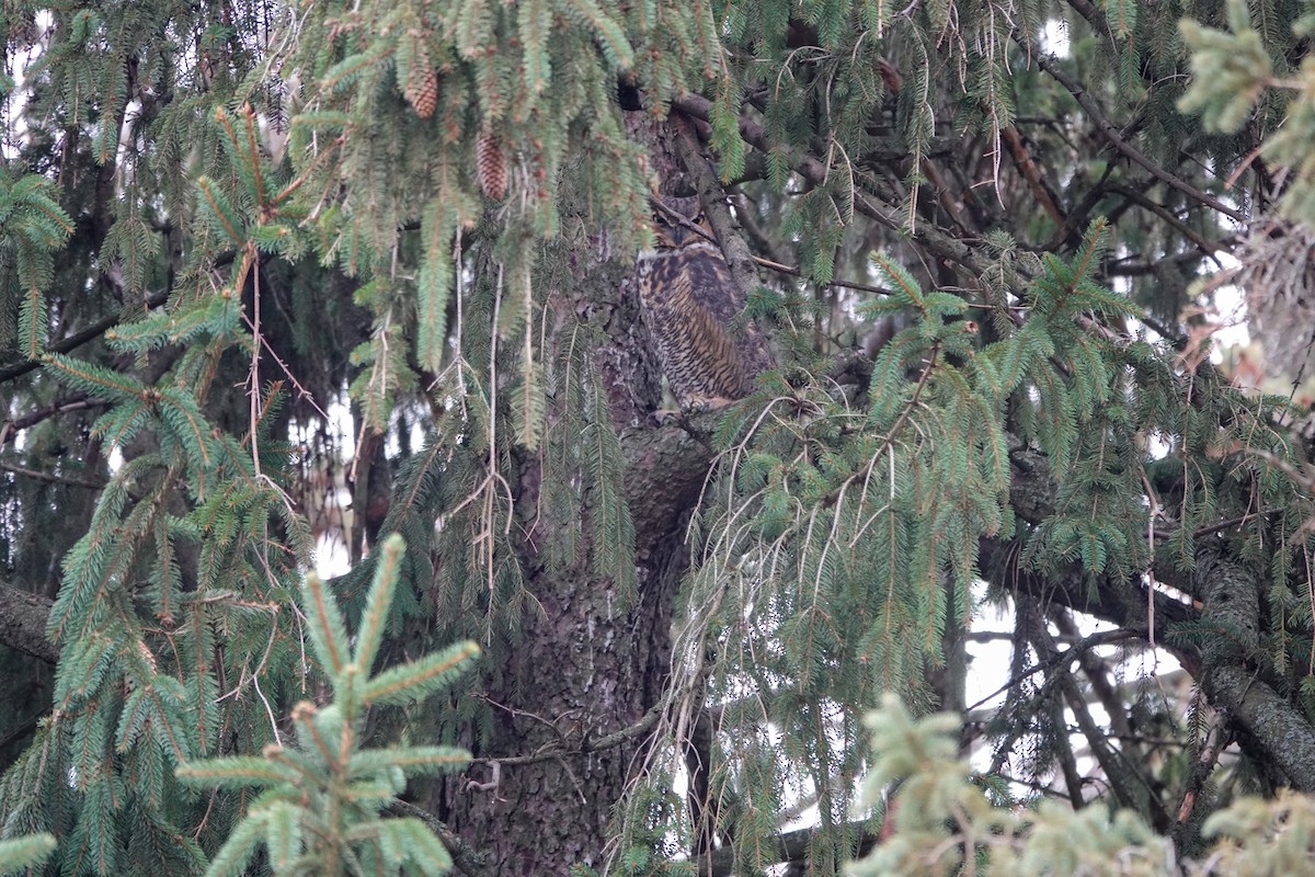 Great Horned Owl - ML612291004