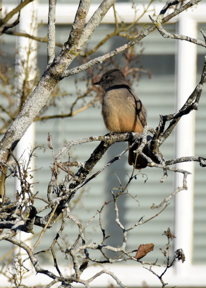 Say's Phoebe - ML612291070