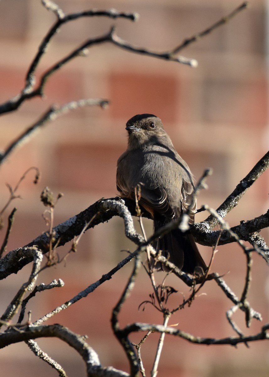 Say's Phoebe - ML612291071