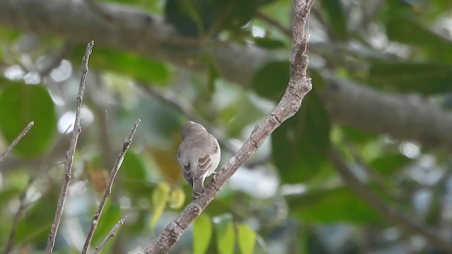 Yellow-throated Sparrow - ML612291153