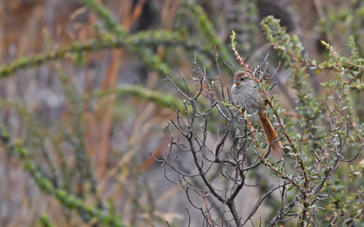 Rusty-fronted Canastero - ML612291314