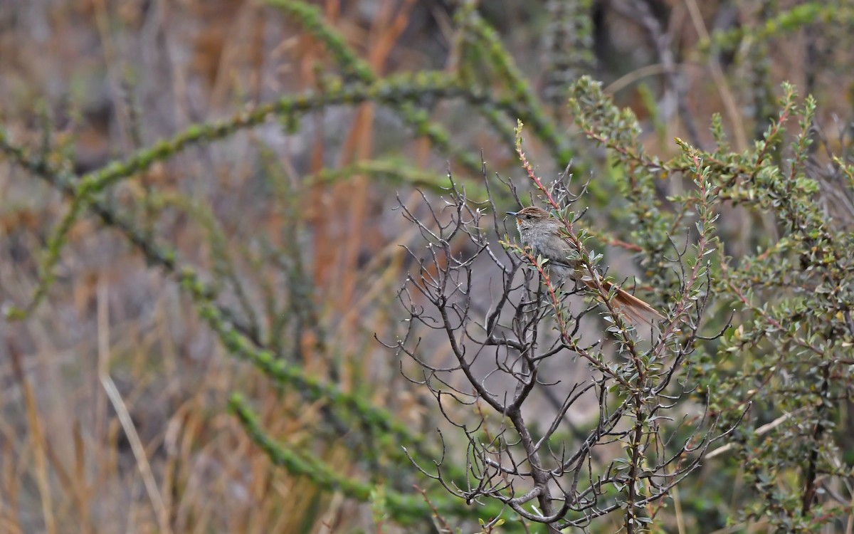 Rusty-fronted Canastero - Christoph Moning