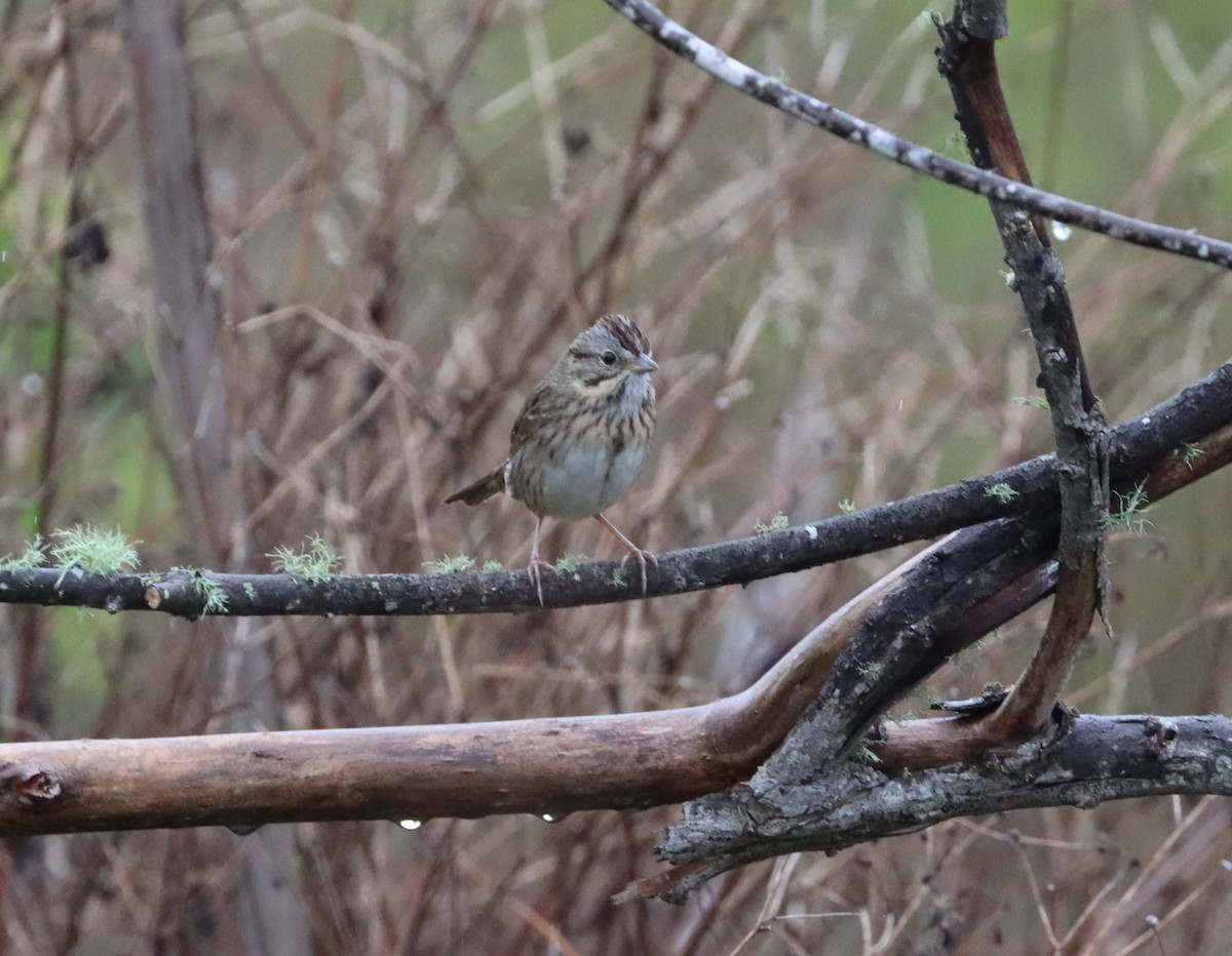 Lincoln's Sparrow - Cole Fredricks